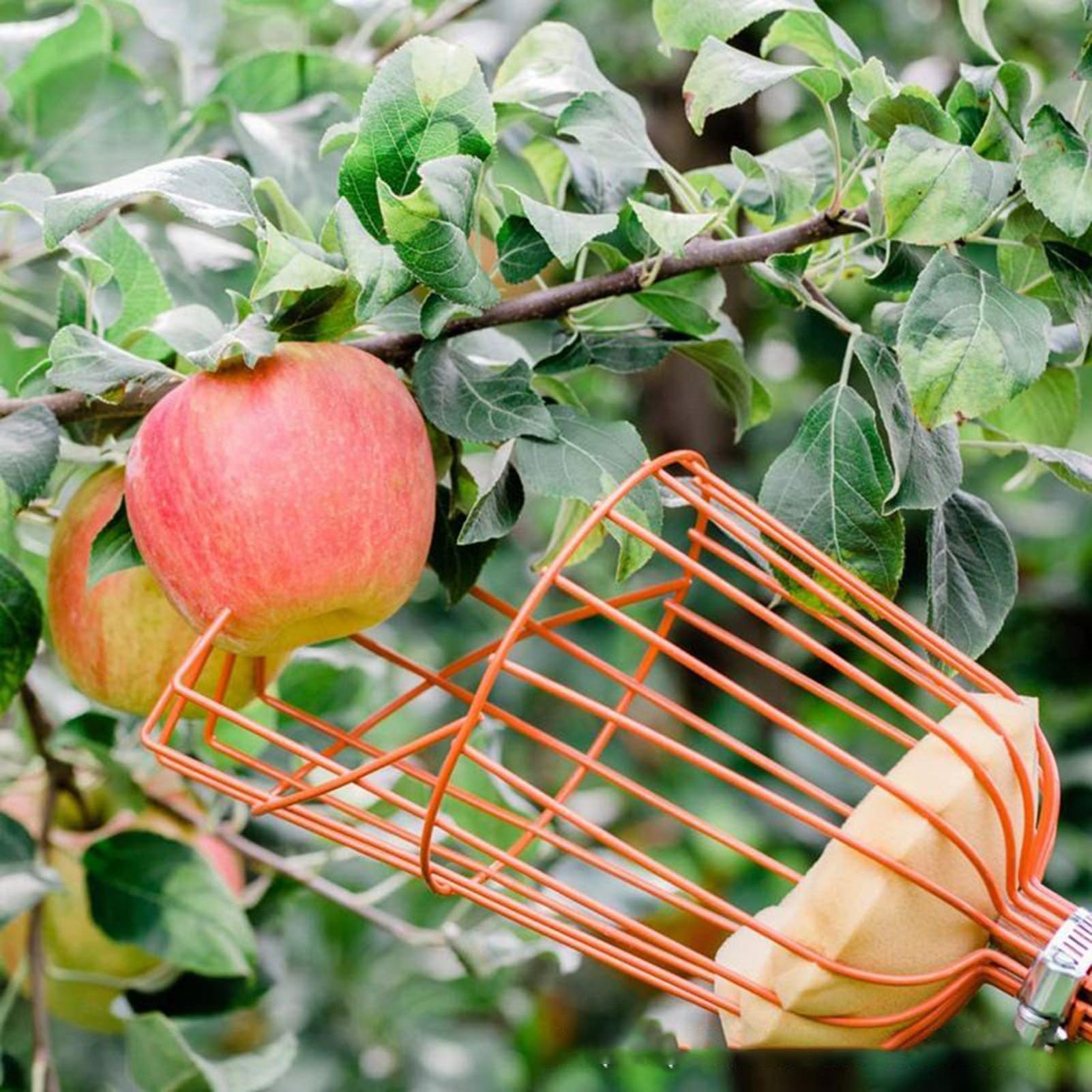 Varilla Telescópica con Cesta para Frutas | Recolector de Árboles Frutales de 4 m - Herramienta Portátil de Recolección para Naranjas, Limones, Melocotones, Peras, Granadas, Aguacates y Huertos