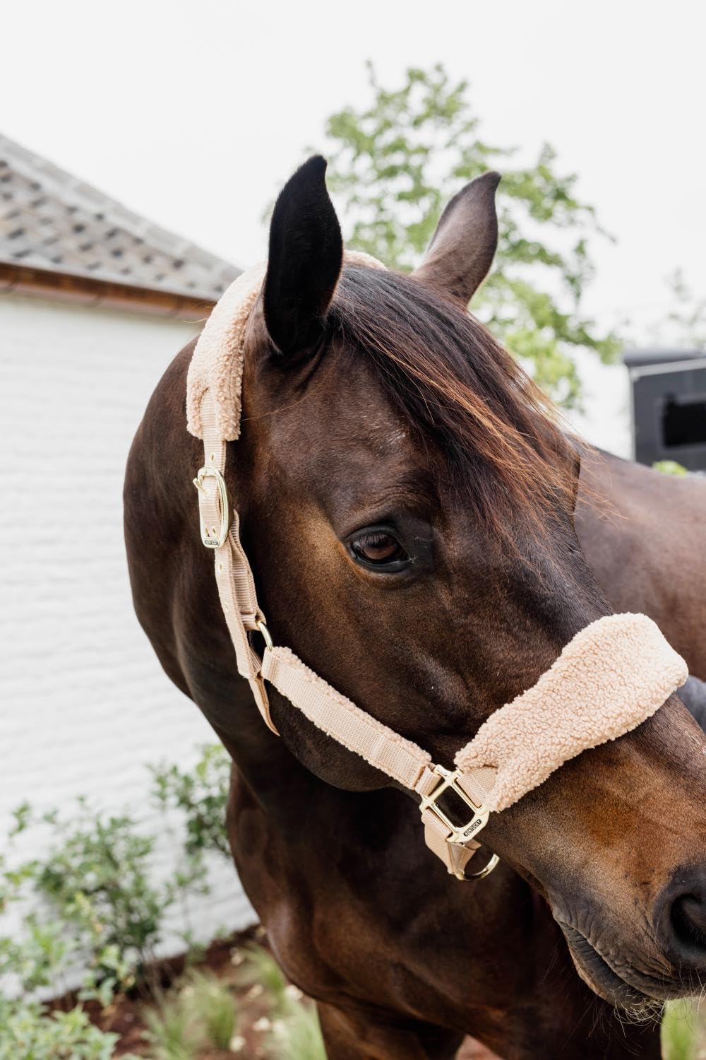Kentucky - Cabestro de forro polar beige cob