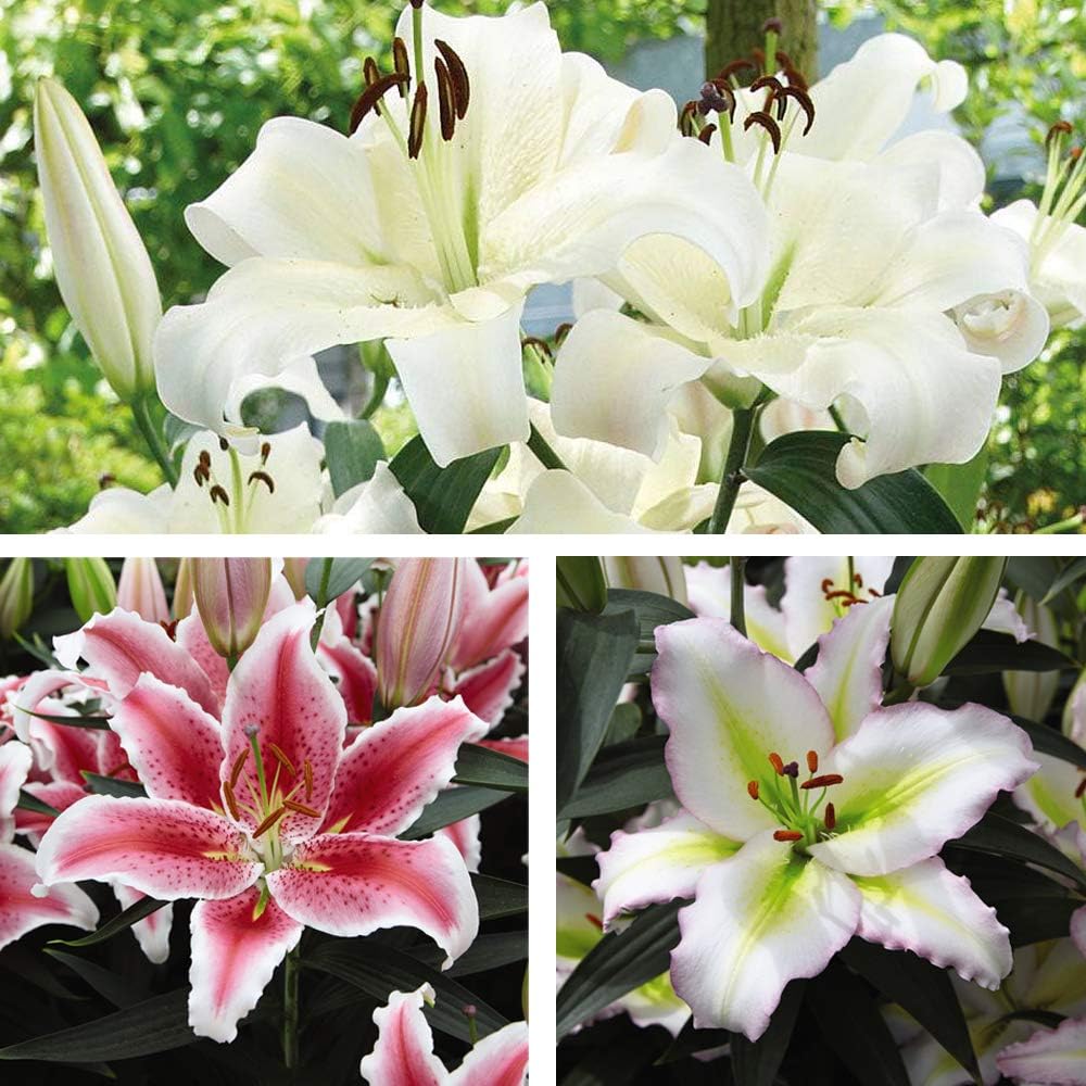 Lily Hardy Garden Perennial Bulbs Collection, Scented Flowers in Summer, Cut Flowers, Tall Plants, Gardens & Outdoors, 30 x Lily Giant Flowered Collection Bulbs by Thompson & Morgan (30)