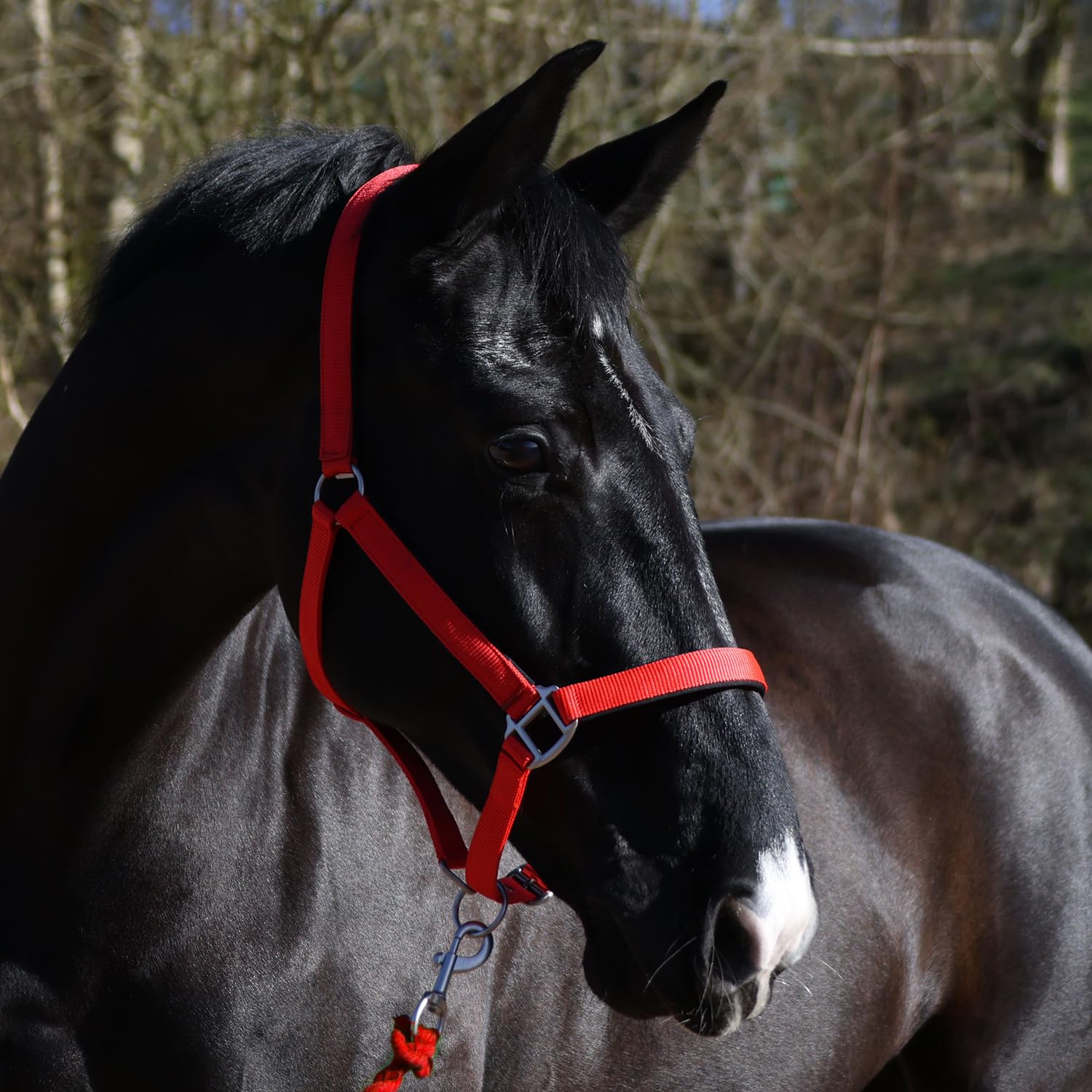 John Whitaker Pockley Headcollar, Everyday Horse Halter (Red, Pony)