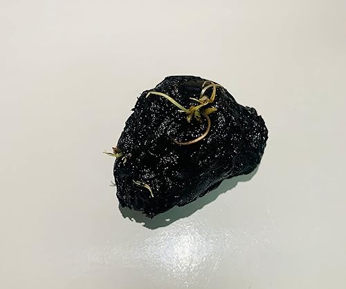 Miniatura 3 de Marcus Fish Tanks - Lirio de loto tigre ninfaea loto - Plantas de acuario vivas - Planta acuática de agua dulce compra 2 obtén 1