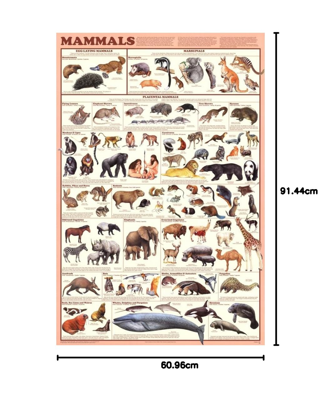 Mammals Chart Paper