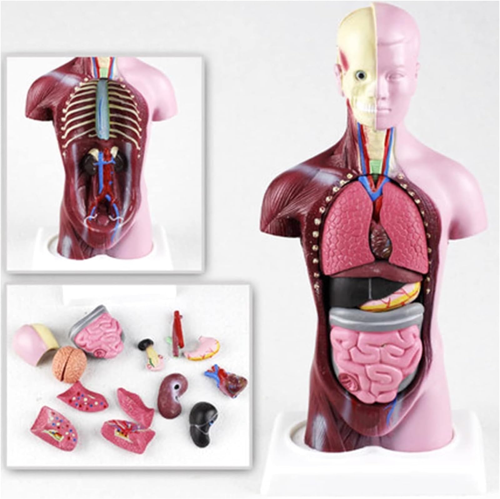 Maniquí 28CM Torso Órganos Internos Humanos Anatomía Modelo Anatómico Del Torso Humano -Mini Modelo De Cuerpo De Anatomía Humana Modelo De Enseñanza De Rompecabezas Visceral For Estudiantes