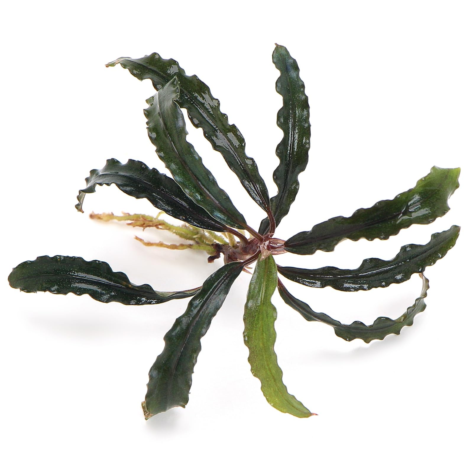 K2AQUA Bucephalandra Velvet Live Aquarium Plant Rare Epiphyte Compact Low Light Easy Care Foreground Midground Freshwater Tropical Tank