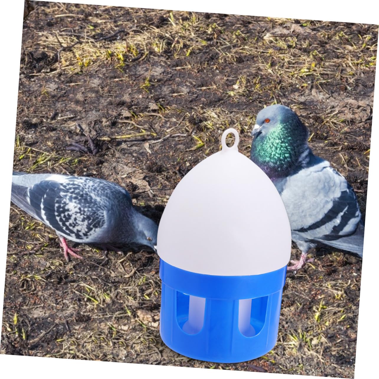 Automatische Vogeltränke für Tauben und Vögel 4, 5 L Kunststoff Blau | Sauberes Wasser, Einfache Reinigung, Geeignet für Zoo und Zuhause, Praktische Tränke für Tauben