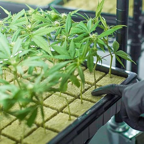 Miniatura 6 de Halatool Cubos de lana de roca de 1.2 pulgadas, cubos de cultivo de lana de roca, para jardín hidropónico, sin suelo, plantas clonadas (2 hojas, 72