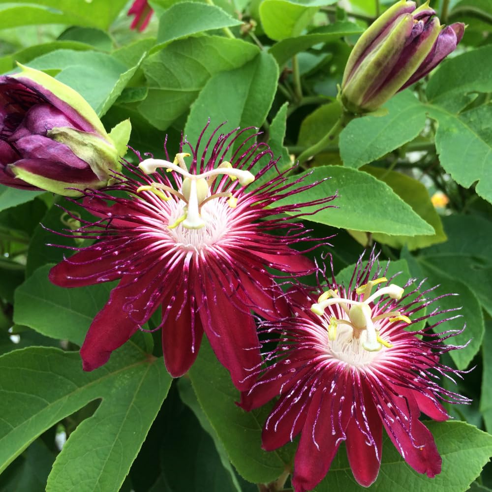 Burgundy Passion Flower Plant TANKDA
