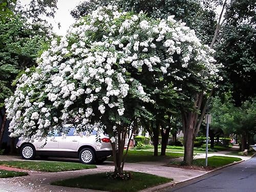 5 White Crape Myrtle Trees - 6-12" Tall Live Plants - Flowering, Fast Growing, Ornamental Crepe Myrtle Shrub Seedlings - Lagerstroemia - (5 Pack)