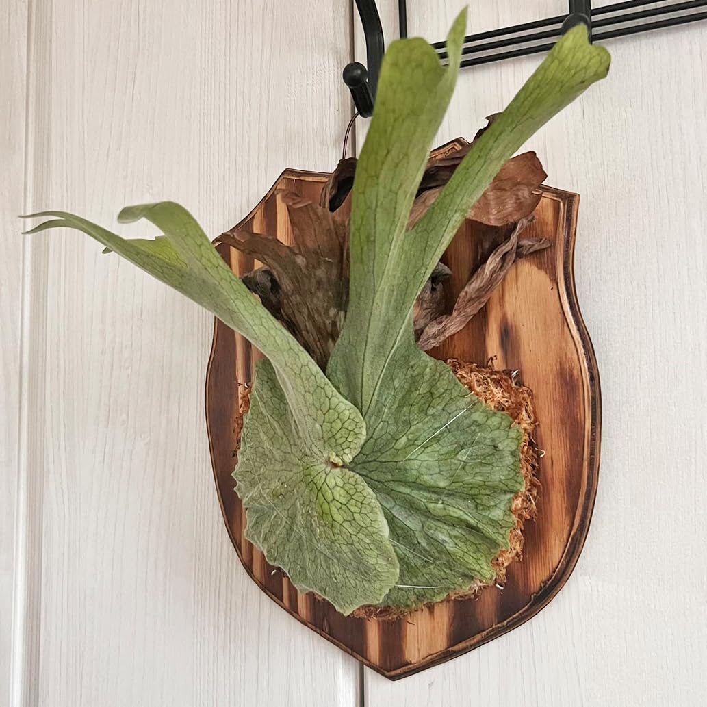 板付 観葉植物 人気の大型品種♫ ！超美株 森の王冠！〖ビカクシダ・スパーバム〗 Amazon｜【おしゃれな壁掛け観葉植物】森の王冠！大型種 ビカクシダ