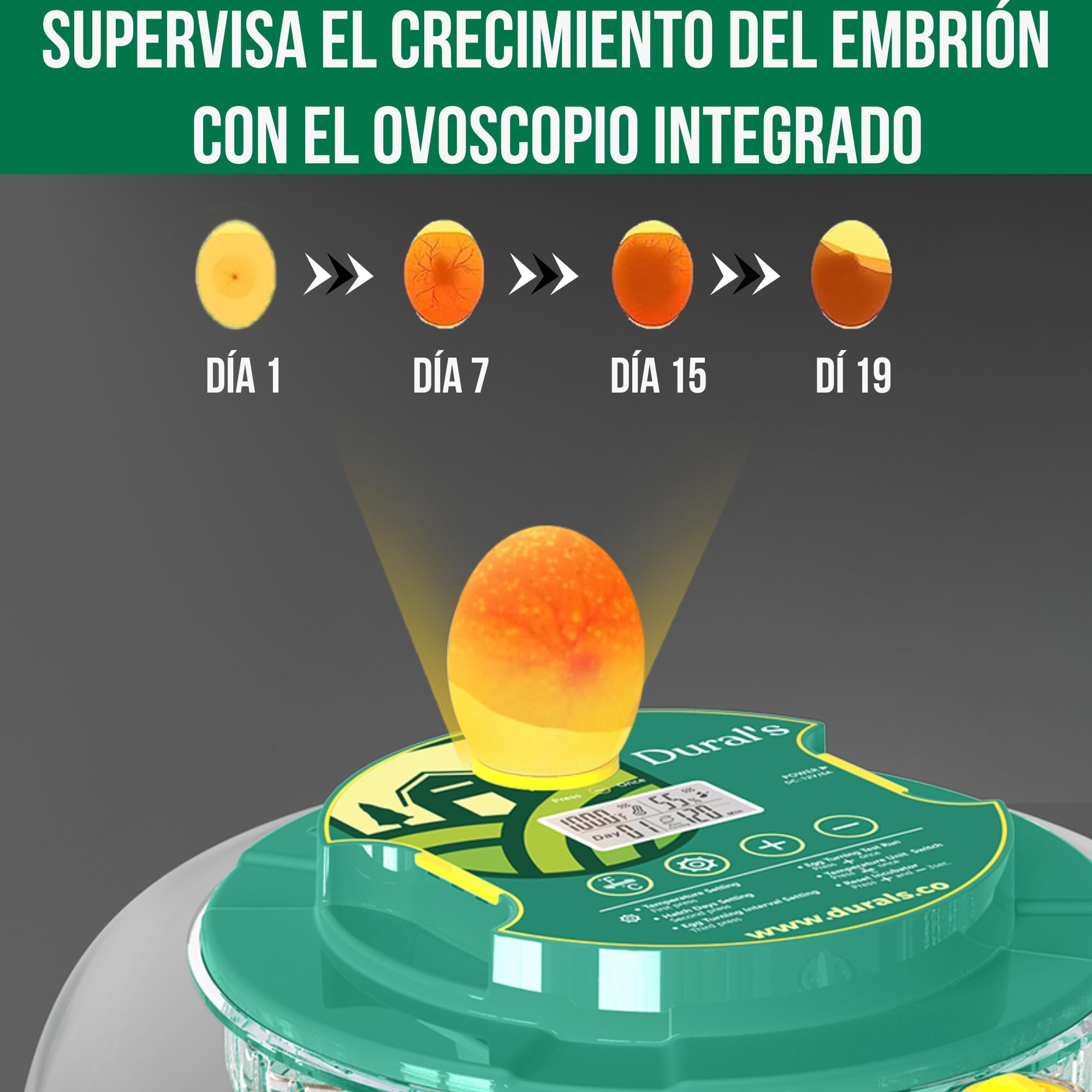 Dural's DX5® | Incubadora Huevos Gallina Automática | Certificada CE | Temperatura precisa y control de humedad | Hasta 18 huevos de gallina, codorniz, pato | Volteo automático | Fácil de limpiar |