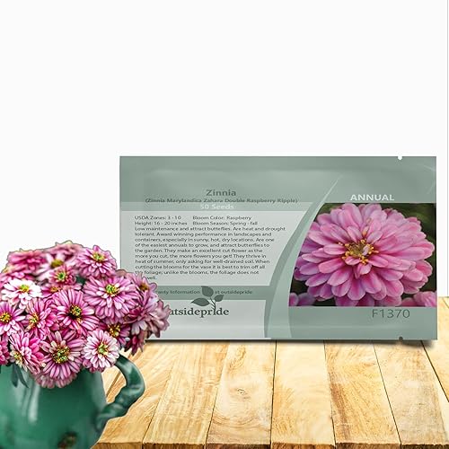 Outsidepride - Zinnia, 100 semillas anuales, Marylandica Zahara Double Raspberry Ripple, flores para plantar, color frambuesa