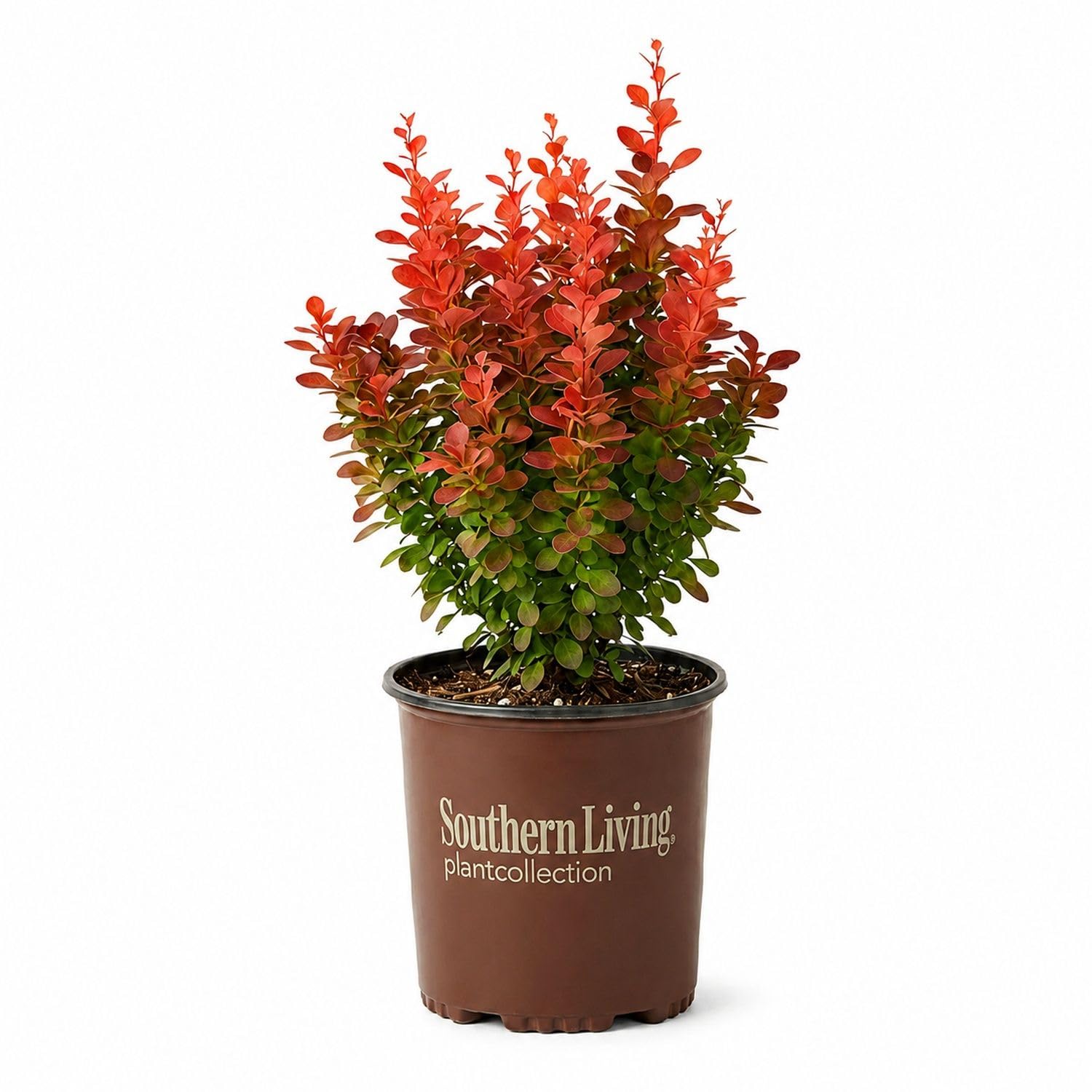 Orange Rocket Barberry (2.5 Quart)