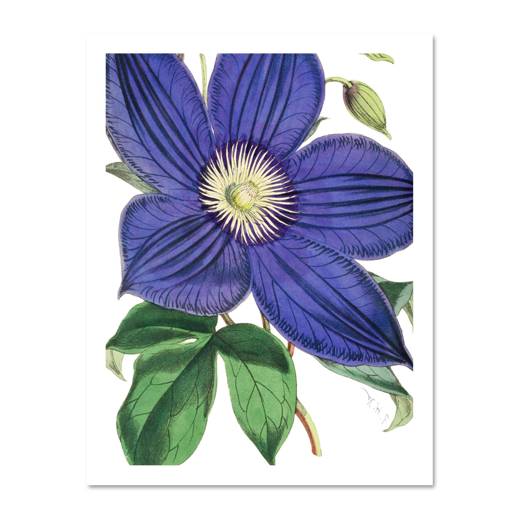 Big Purple Clematis Flower Large Framed Art Print Wall Poster 18x24 inch