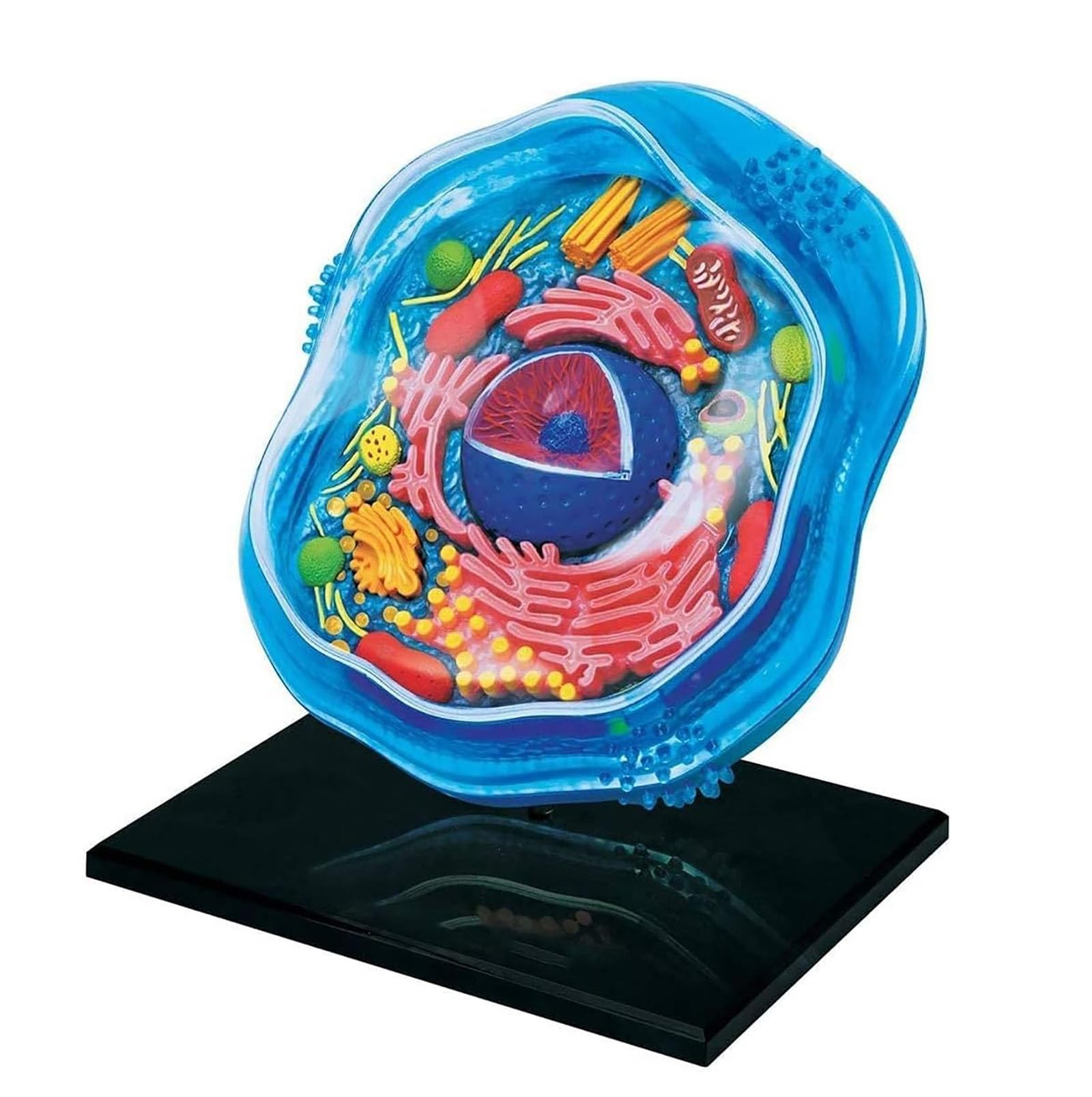 Modello cellulare anatomico per l'insegnamento di microbiologia, struttura cellulare animale e vegetale al microscopio