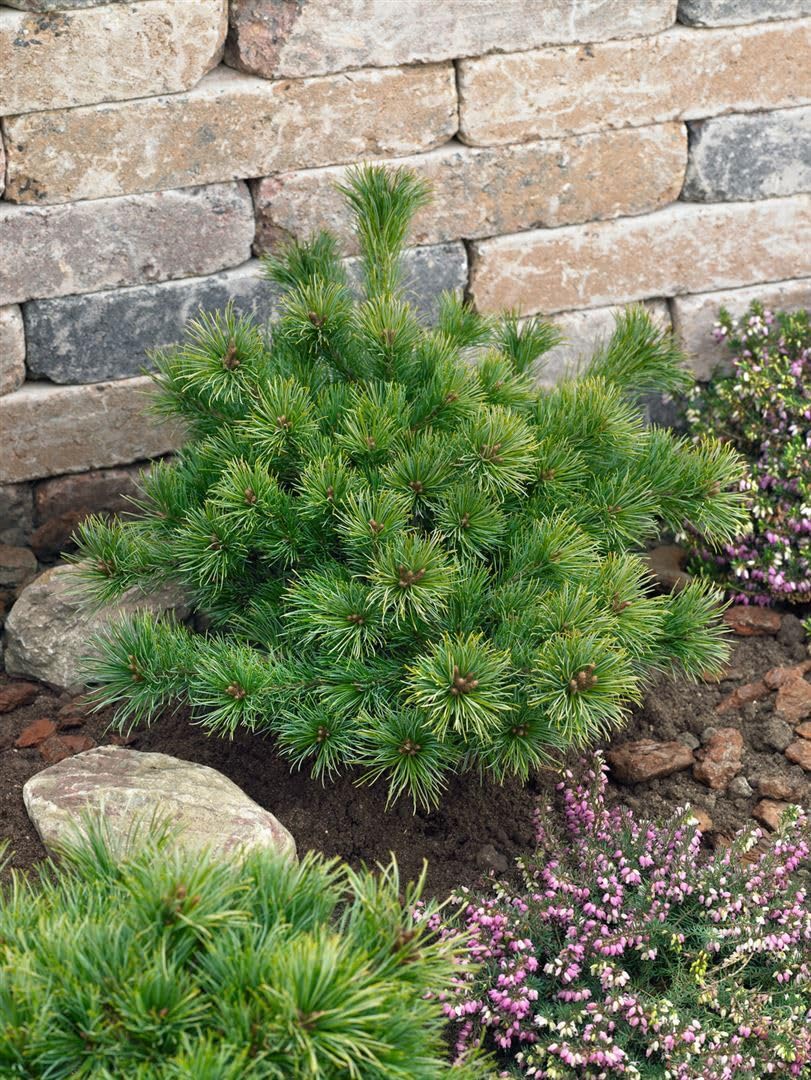 Pinus parviflora 'Kiomatsu' 20-25 cm  Winterhart, Immergrn, Pflegeleicht   Japanische Mdchenkiefer  Bonsai fr Schale & Steingarten : Amazon.de:  Garten