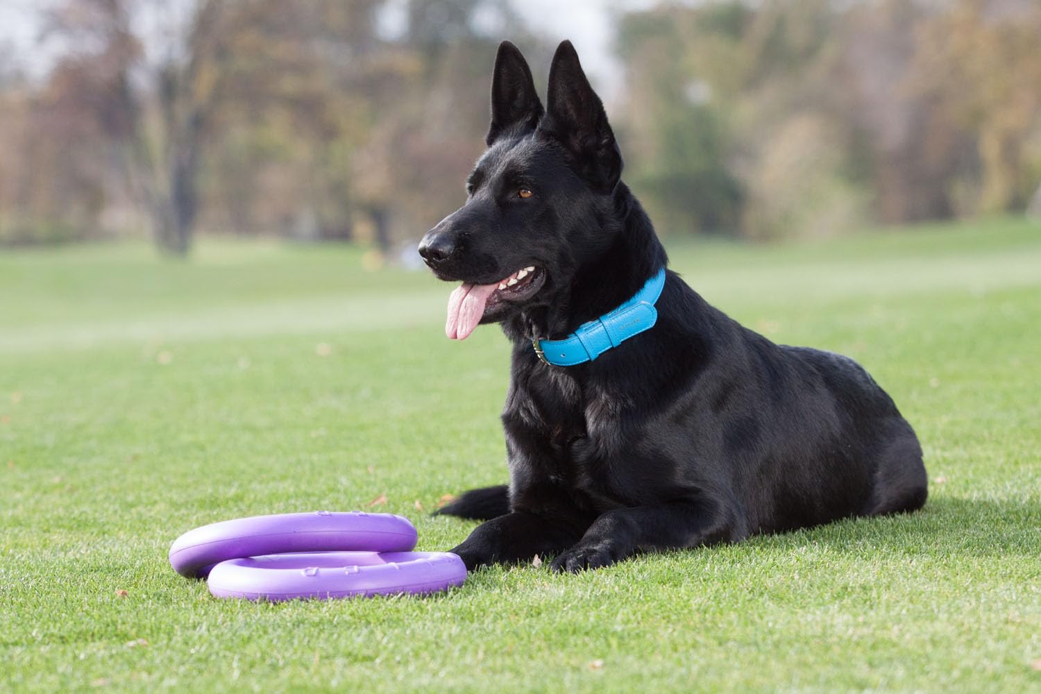 Puller Standard 2 Piezas 28 x 4 cm Anillos de Juegos Juguete Interactivo para Perros Juguetes de Agua Gimnasio para Perros Juguete Lanzador