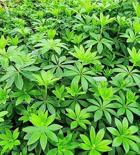 Sweet Woodruff Live Plant, Fragrant White Star Flowers, Deer Resistant G...