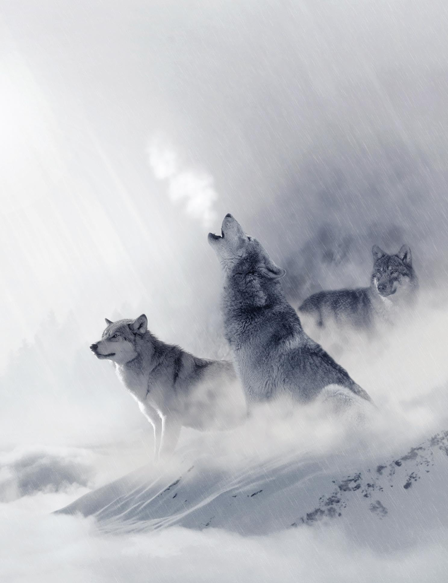 White Wolf Spiral Notebook, College Ruled: Lined Student Exercise Composition Book