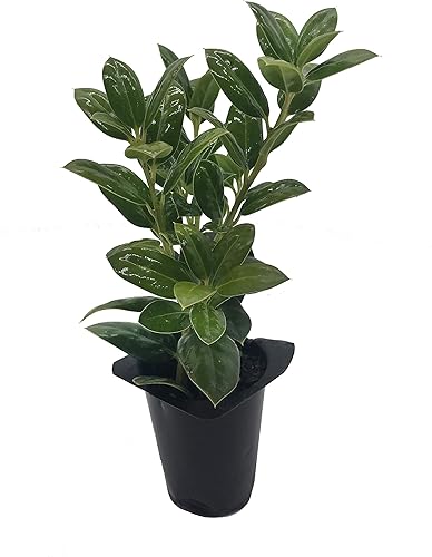 Burfordi Holly  10 plantas vivas  Ilex Cornuta  Arbustos de hoja perenne de rápido crecimiento, plantas de cobertura de privacidad, follaje verde