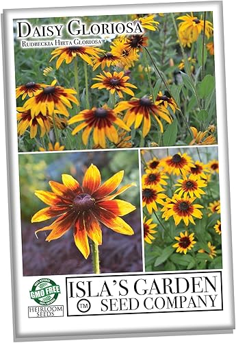 Miniatura 2 de Semillas de flores Daisy Gloriosa (Rudbeckia hirta 'Gloriosa') – Más de 1000 semillas sin OMG y reliquias de Isla's Garden Seeds, pétalos amarillos