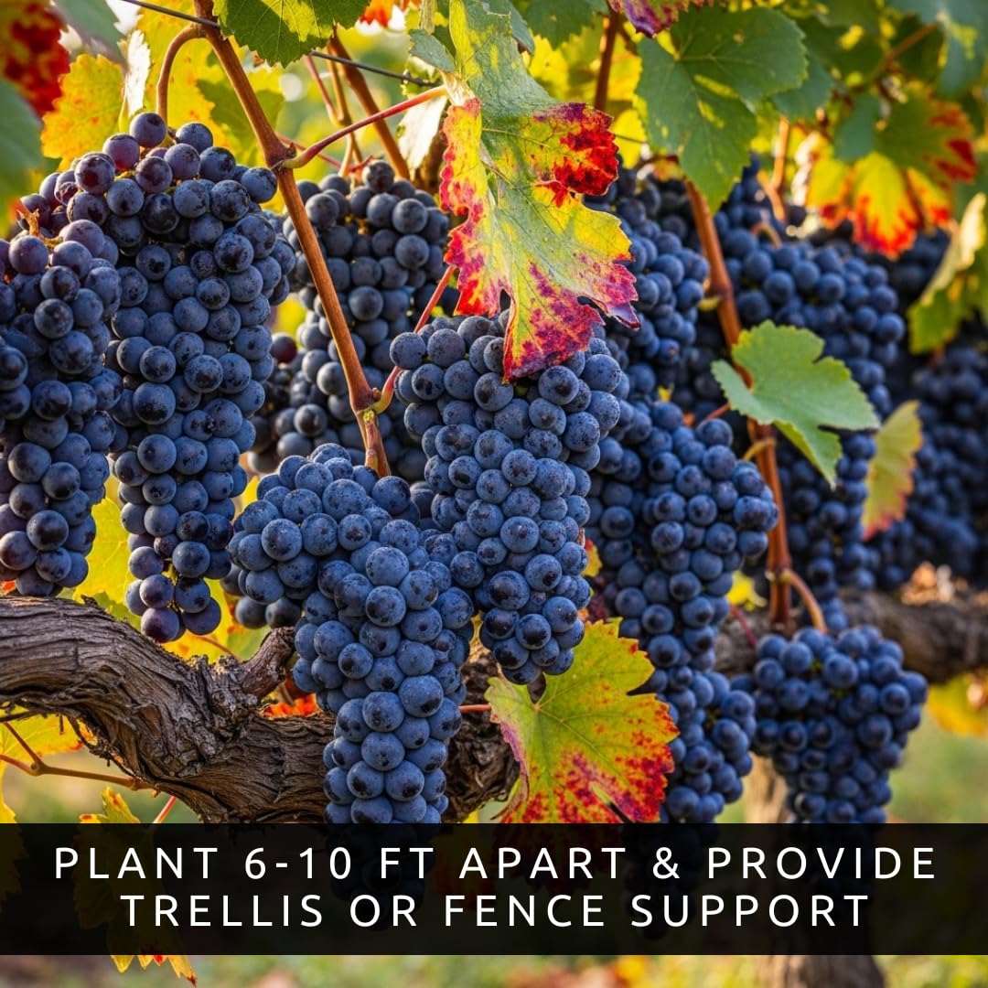 Amazon.com : 3 Concord Grapevine Live Plants – Sweet Table Grapes