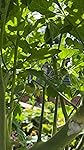 Review Image by PNW Homestead PNW Homestead