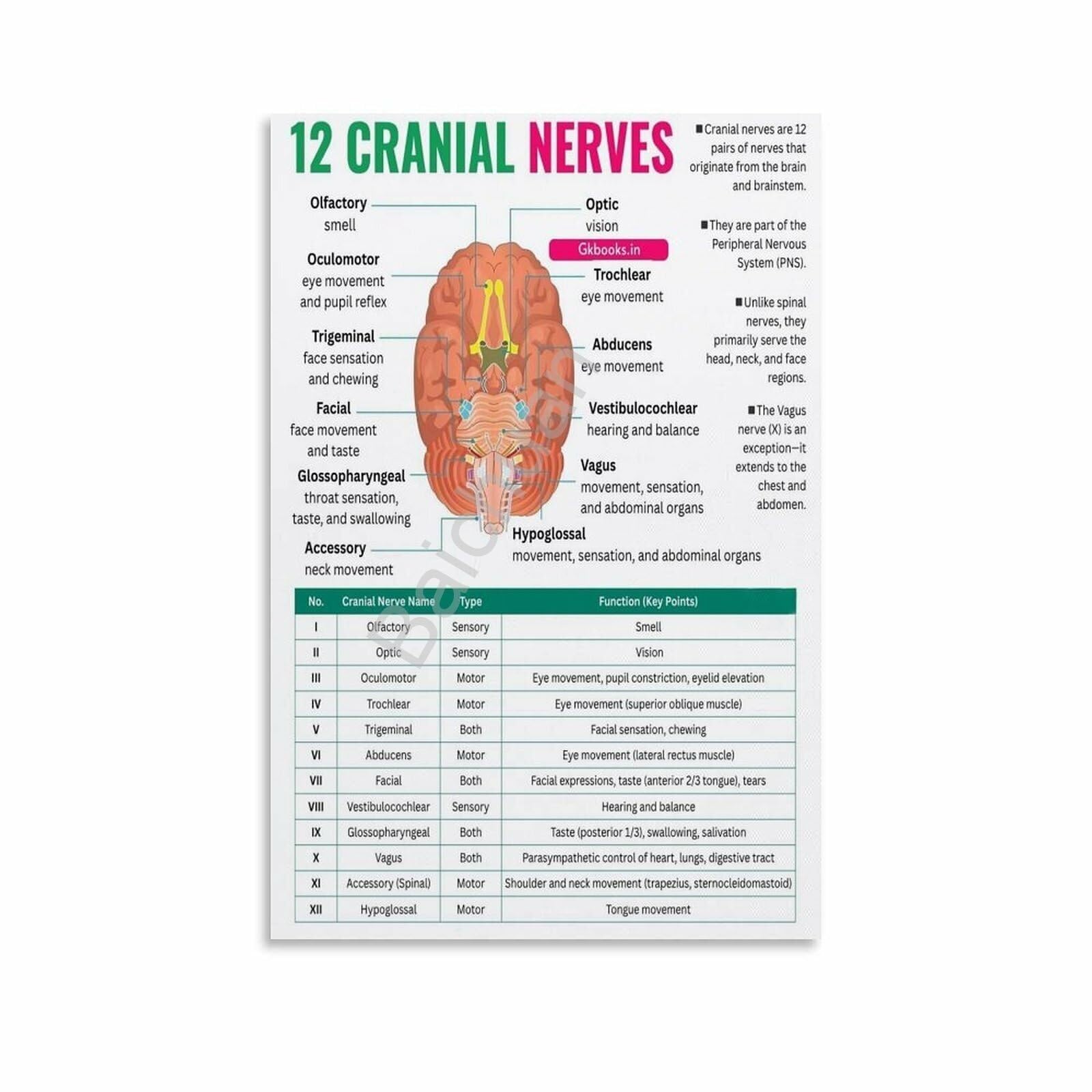 AUOQKQUT Cranial Nerves Neurology Chart Brain Anatomy Educational Wall-Art for Classroom Nurse Office Unframed,12x18inch(30x45cm)