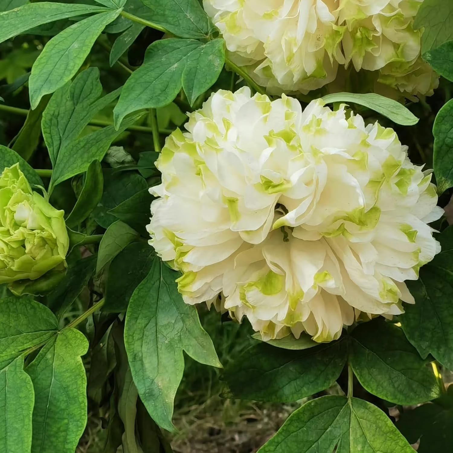 Pfingstrosen ZwiebelnWinterhart, Großartige Pflanze für