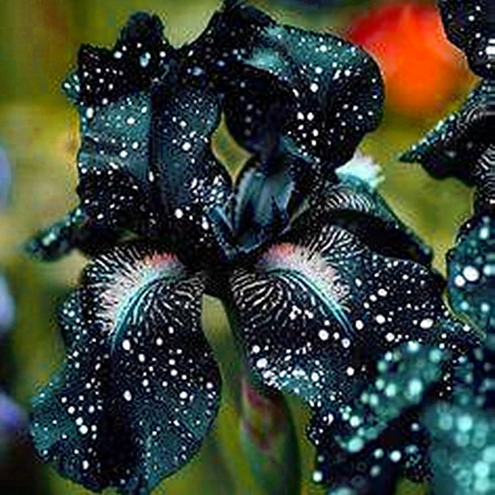 Iris Bulbs for Planting Now UK Ornamental Perennial Excellent Display Natural Organic Easy Plant Hard Greening Flower Good for Containers Unique.-3Bulbs-A โ image 1