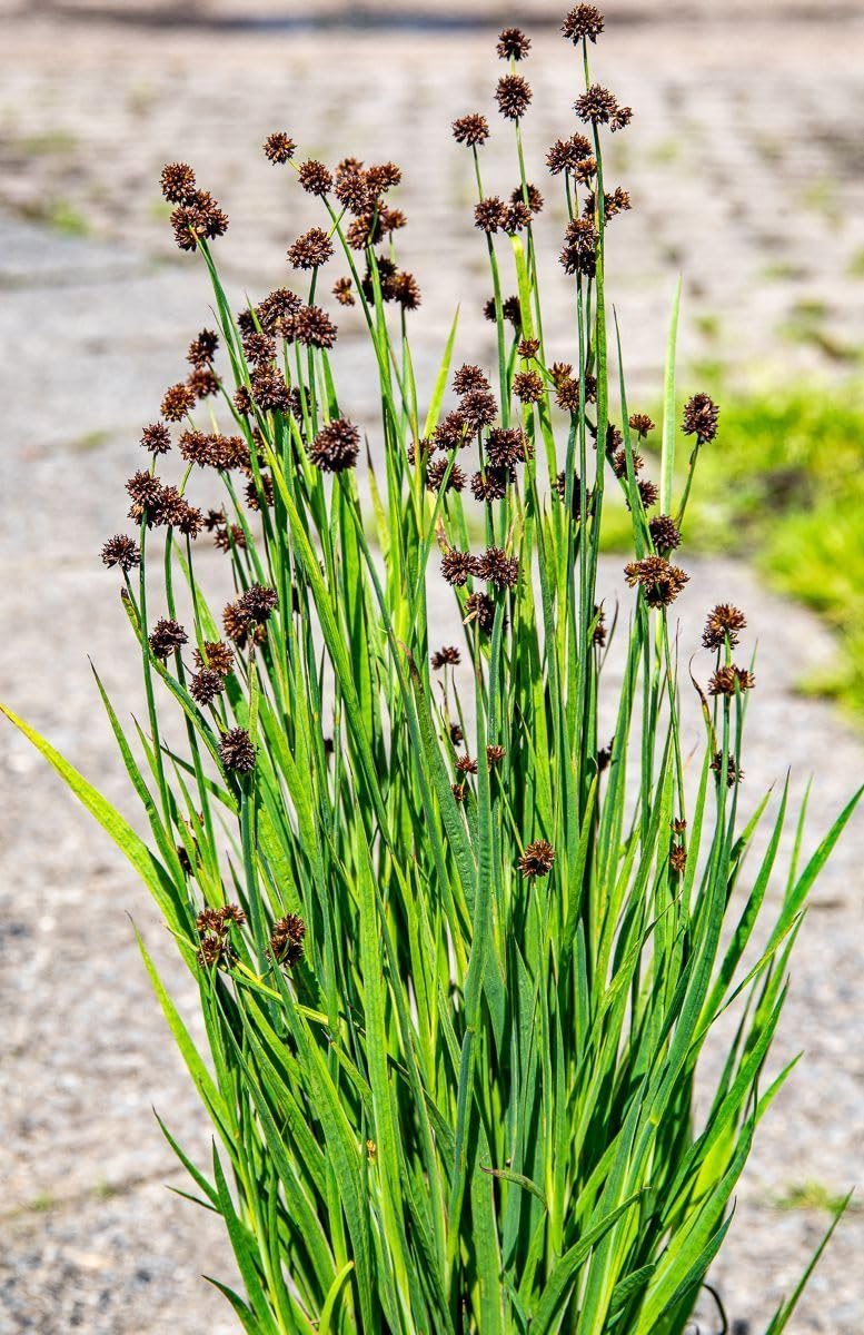 Stauden Gänge 10 x Juncus ensifolius Zwerg Binse winterhart