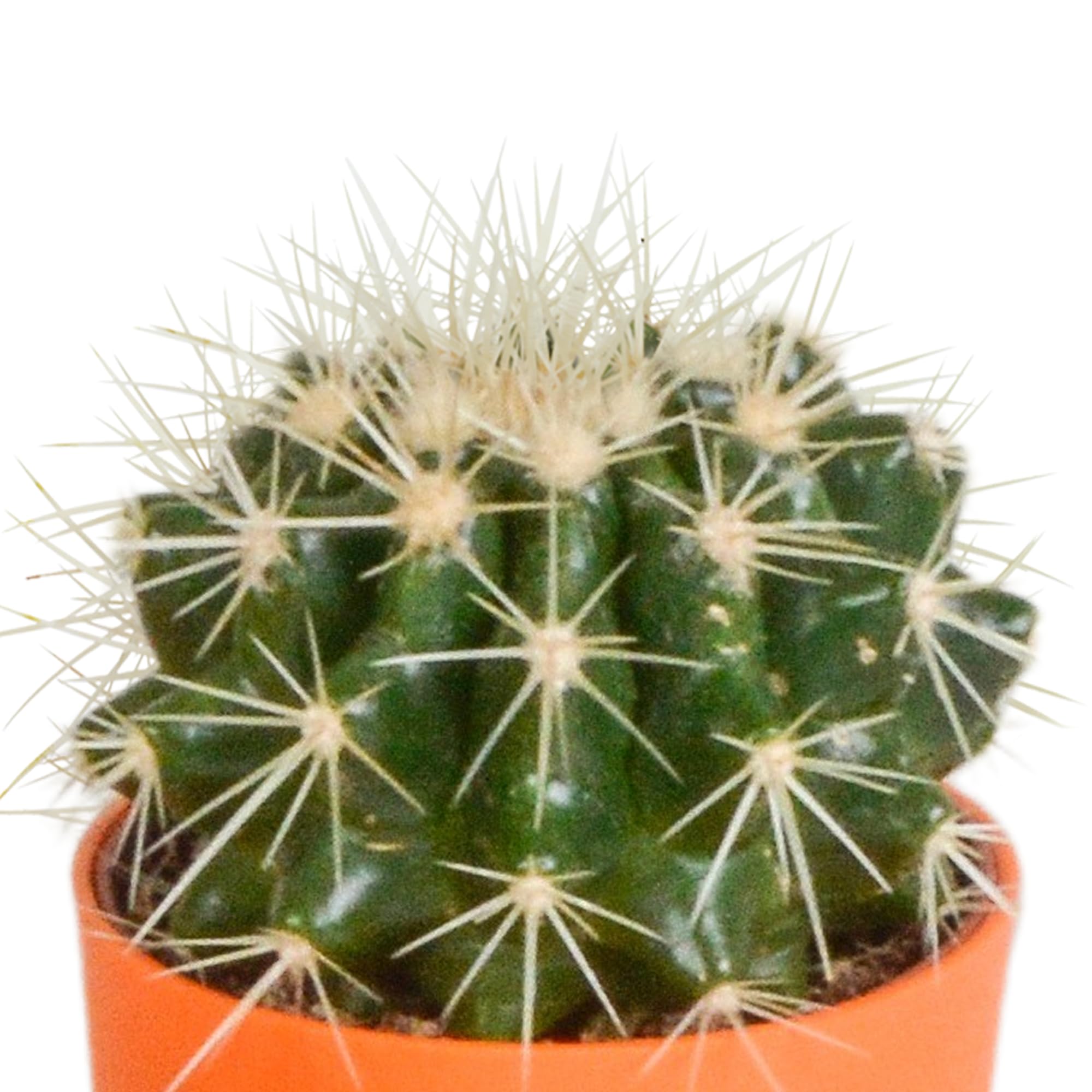 Mix di Cactus in Vaso di Plastica con Piedini, Set da 5 Pezzi, 5.5 cm