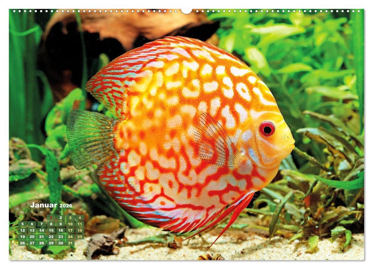 Glanz im Aquarium: Süßwasserfische (hochwertiger Premium Wandkalender 2026 DIN A2 quer), Kunstdruck in Hochglanz: Schönheiten im Aquarium - ... und Zebrabärbling (CALVENDO Tiere)