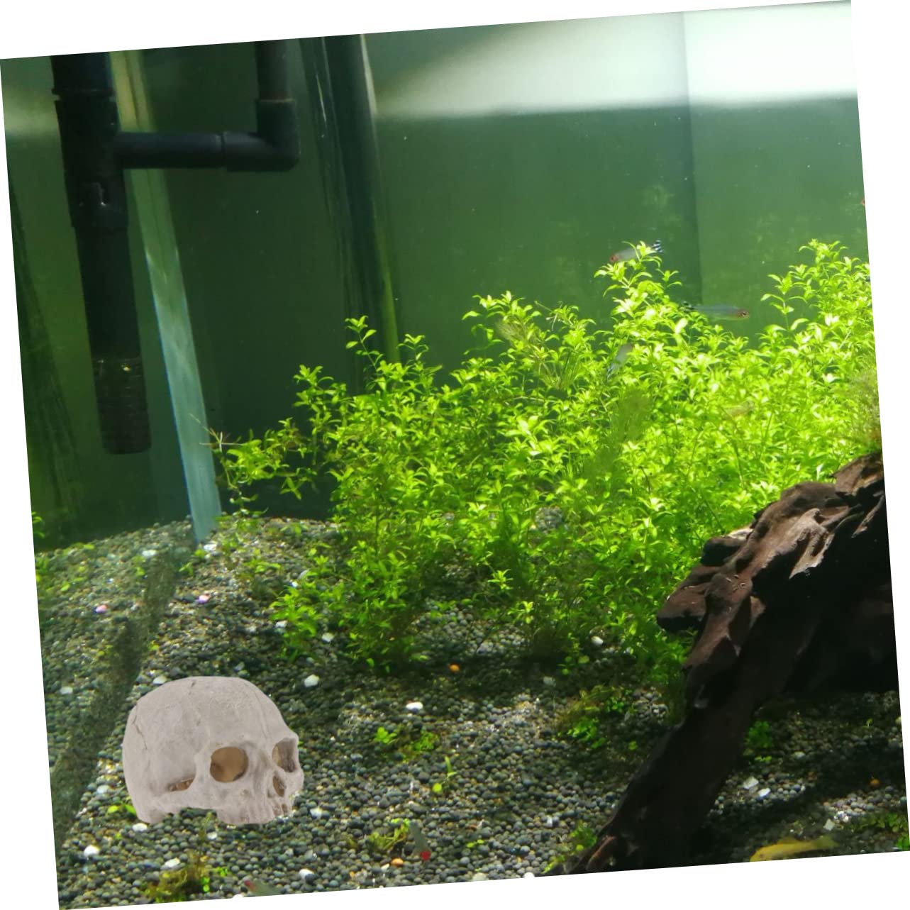 BESPORTBLE 3St Aquarienschädel - Lebensraum für Aquarien Aquariumdekorationen Terrarium Aquarium Reptilien Spielzeug Aquarium-Schädel Requisiten für Aquarien