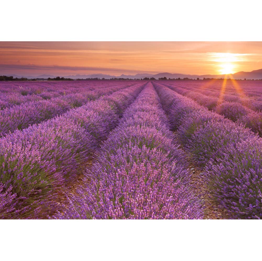 Baocicco 10x6.5ft Sunset Provence Lavander Photography Background France Lavender Field Manor Backdrop Landscape Blue Sky White Cloud Wedding Photo Lover Children Adult Portrait Vinyl Studio Props
