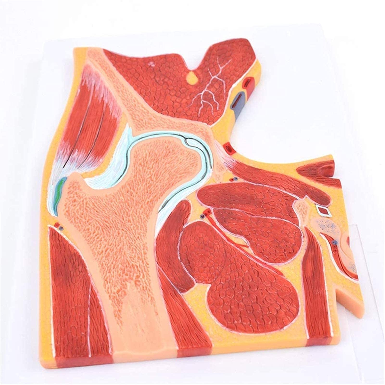 Model anatomiczny, model bioder, struktura mięśni szkieletowych, ortopedyczne stawy, nauczanie, dekoracja medyczna, statuetka, modele medyczne i materiały edukacyjne do medycznego modelu szkieletu