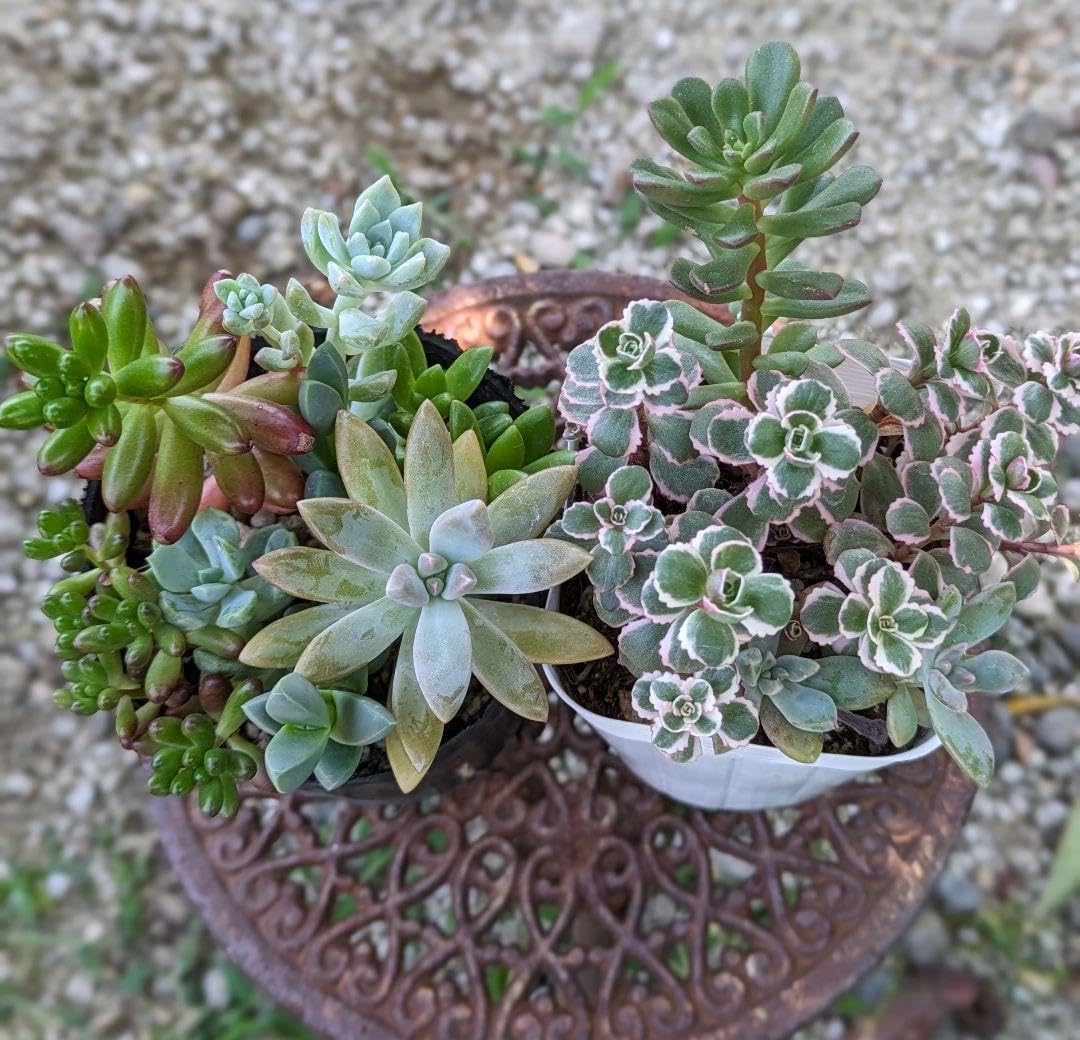 多肉植物【もりもり♡シリーズ】寄せ植えミニセットE モリモリ