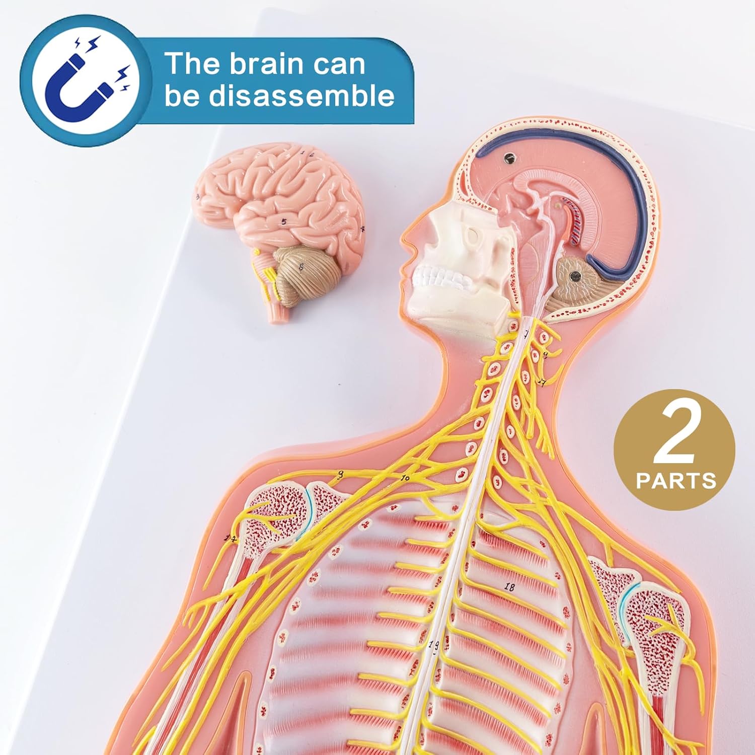 Human Nervous System Model – Half Life Size with Brain, Spinal Cord & Nerves – Classroom Anatomy Teaching Tool for Students