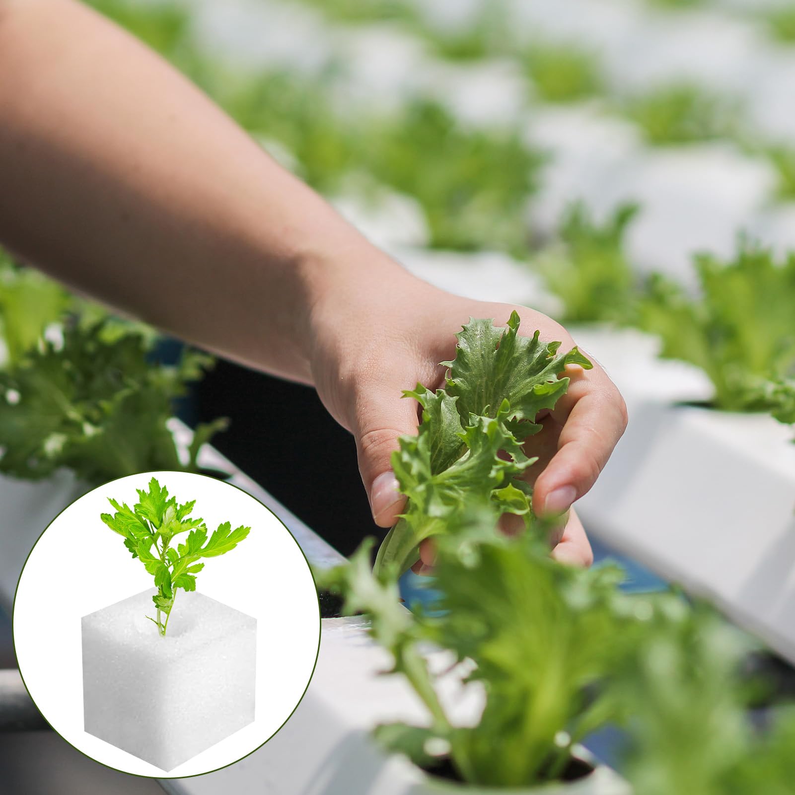 200 Piezas Esponja Hidropónica 25 * 25 * 25mm, Esponjas Plántulas Invernadero Plantar Herramientas de Jardinería Esponjas Cuadradas para Esquejes Agrícolas Siembra y Trasplante de Hortalizas(Blanco)