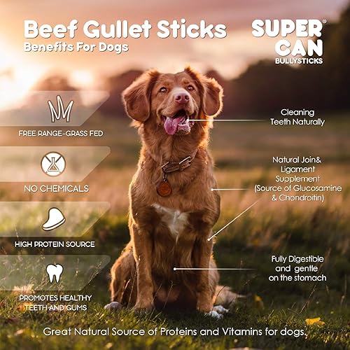 Miniatura 5 de SUPER CAN BULLYSTICKS Supercan Beef Gullet Sticks para perros, 12 pulgadas (4 unidades)  Masticables naturales de carne seca  Rico en glucosamina