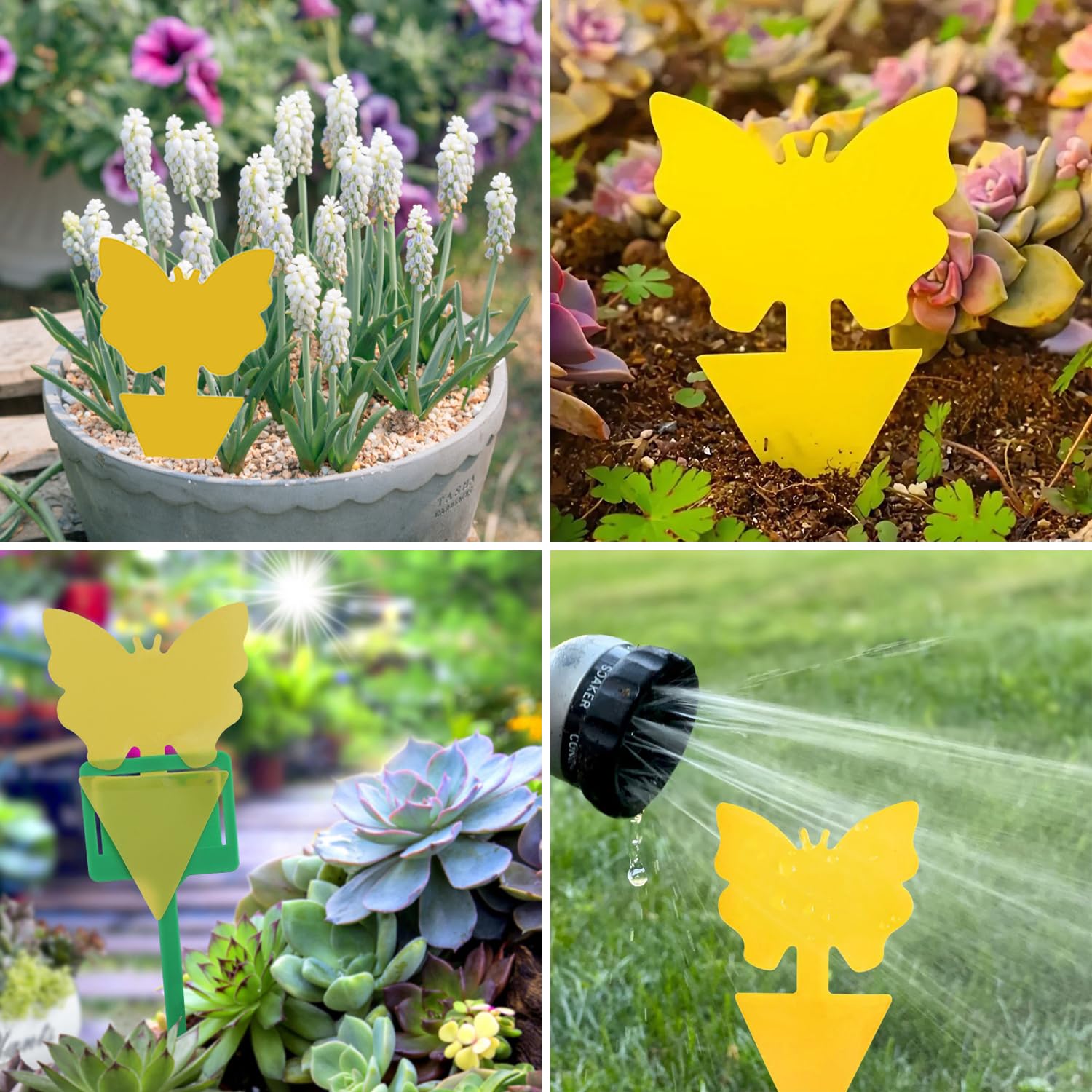 Trappola per Mosche Moscerini (12 Pezzi), Trappola per Mosche Adesivi Gialli, Per Insetti Volanti Contro i parassiti, afidi,moscerini della frutta, Giallo, Farfalla+Succulenta