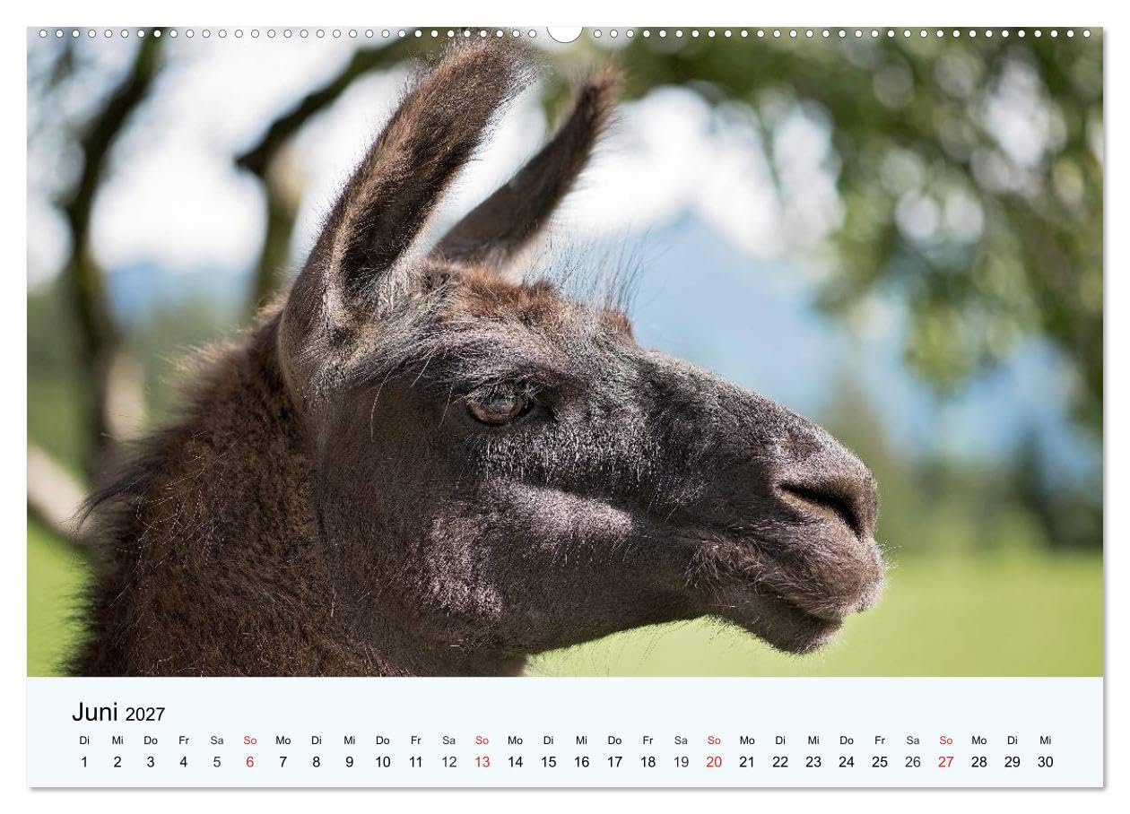 CALVENDO - Die Kameliden. Hübsche Kamele, Lamas und Alpakas (Wandkalender 2027 DIN A2 quer), Monatskalender: Die hübschen Tiere aus der Paarhufer-Familie