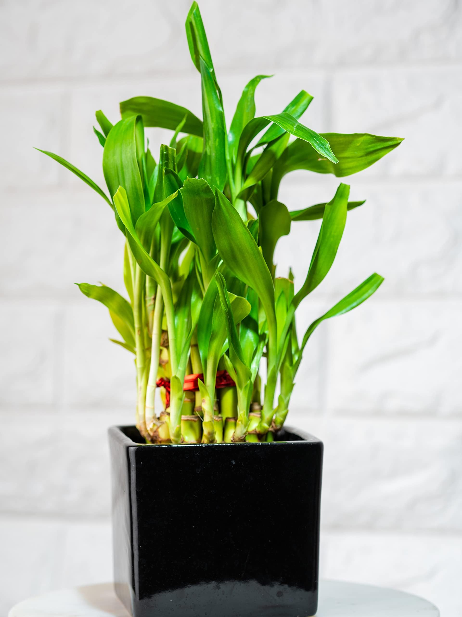 Nurturing Green® 2 Layer Lucky Bamboo Plant in (3.5 inch wide) Black Ceramic Pot | Plants for Home Décor | Bamboo Plants For Home Decoration | Bamboo Live Plants For Indoor