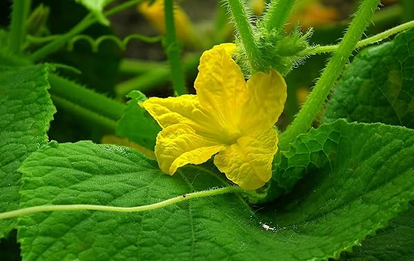 Sperli Salatgurkensamen Gergana 80828 für 35 Pflanzen – Ertragreiche Gurkensamen für Gewächshaus & Freiland, Kübelgeeignet, Bitterfrei, Aromatisch, Bis 35 cm lang, Gemüsesamen - 3