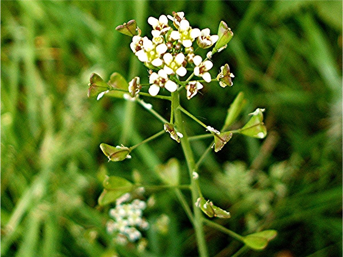 7,00 Shepherds Purse Seeds Capsella bursa-pastoris 1g wild flower meadows By Pretty Wild Seeds