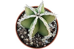 Exotic Peyote Cactus: An Enchanting Addition to Your Desert Landscape