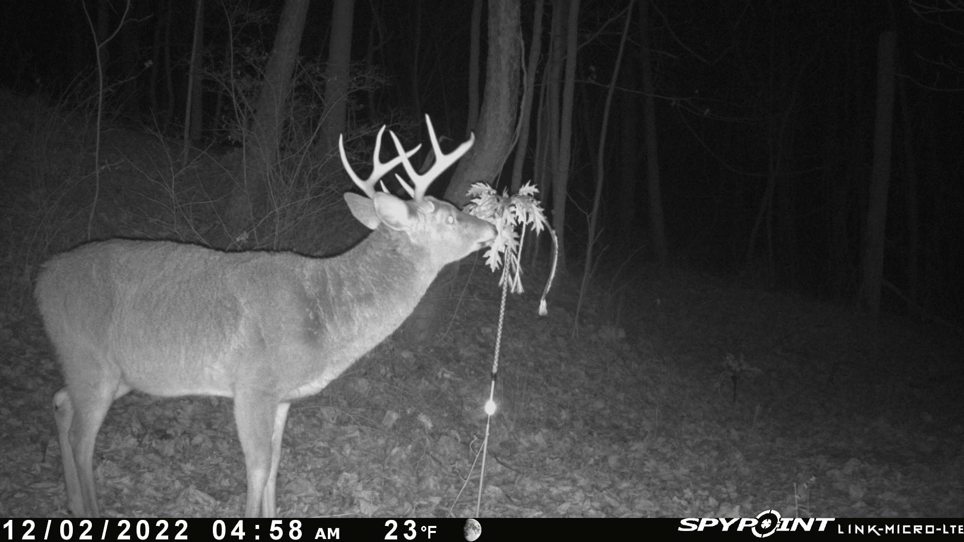 Pure Whitetail Hunting Scent 10 Pack Pure Whitetail Preorbital Gland ...