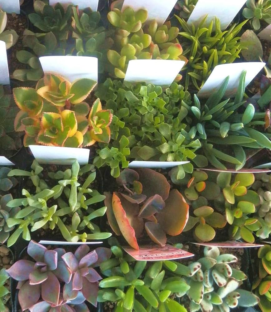 お買い得　多肉植物　2号ポット　40個セット 楽天市場】多肉植物 2寸 (2号 6cmポット) 40個 多肉 セット 苗