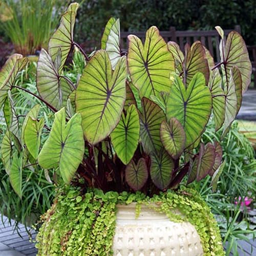 Miniatura 2 de Blue Hawaii - Planta viva de oreja de elefante - Alocasia - Planta de inicio Wellspring Gardens - Bulbos de alojasia raros - Planta tropical exótica