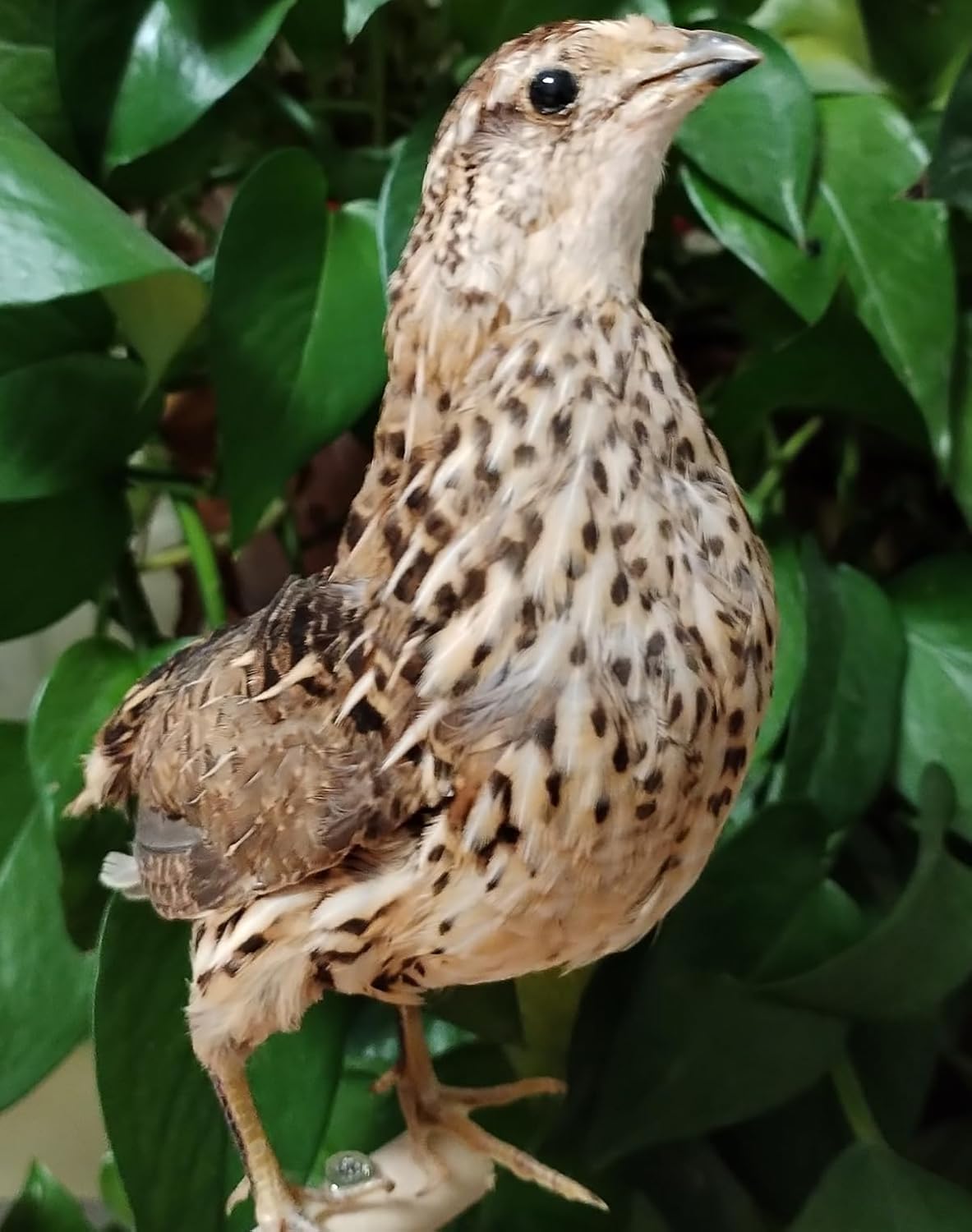 Japanese Quail Taxidermy, Coturnix Japonica Specimen, Natural Bird Taxidermy, Home Decoration Crafts Science Education (Japanese Quail)