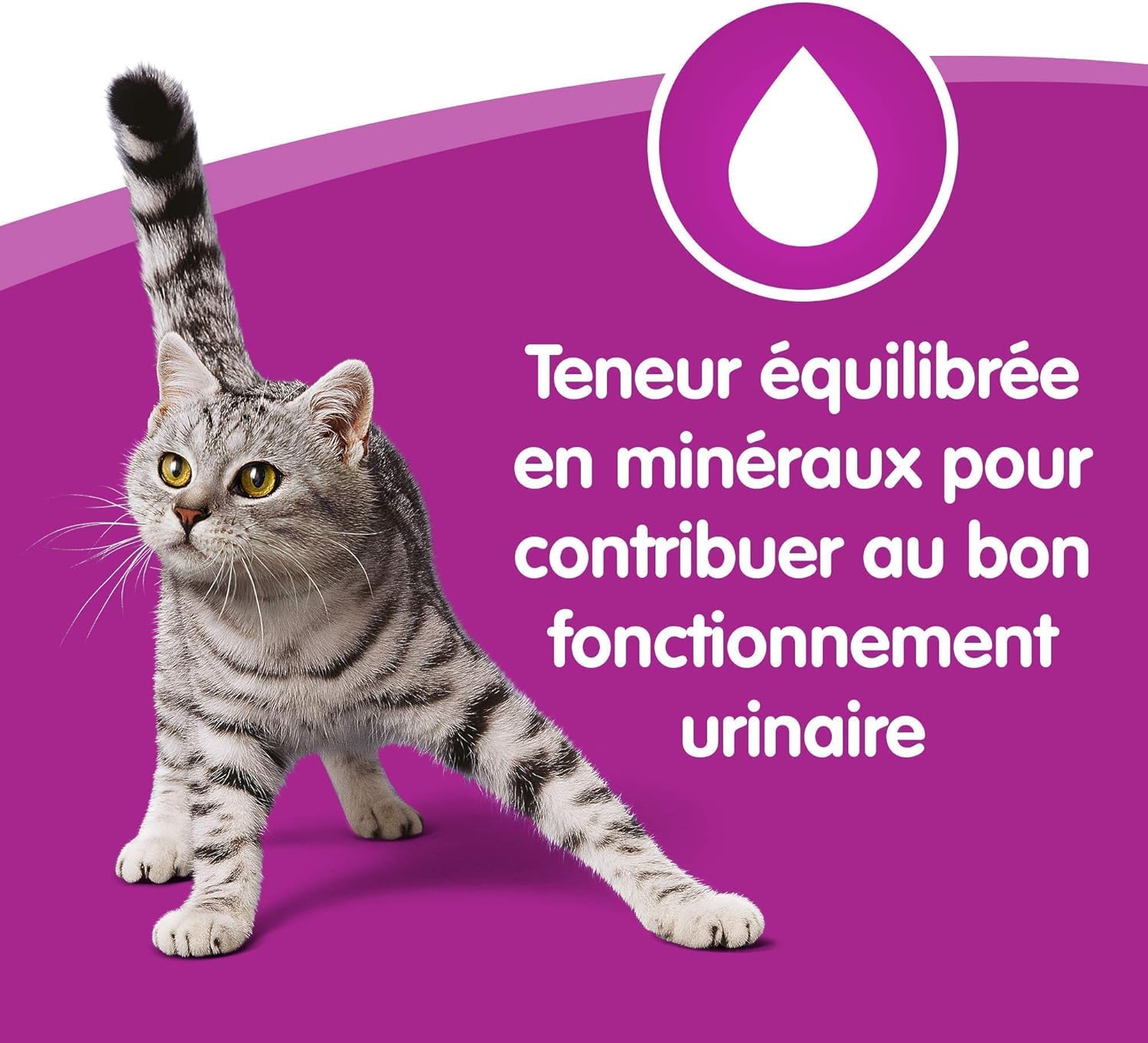 WHISKAS Repas pour Chat - 84 Sachets Fraîcheur 100g - Pâtée en Gelée - Poulet / Saumon / Boeuf / Thon - Nourriture Complète & Equilibrée avec des Ingrédients Naturels, Adapté Stérilisé